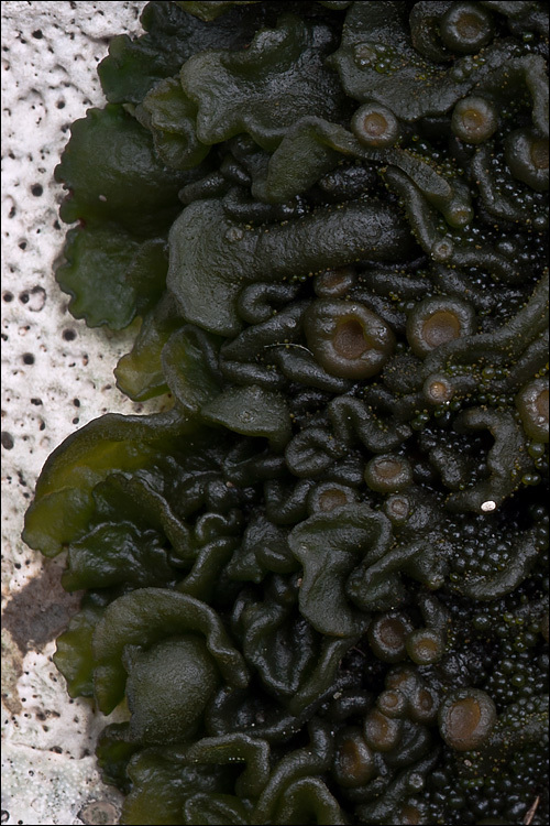 Image of jelly lichen