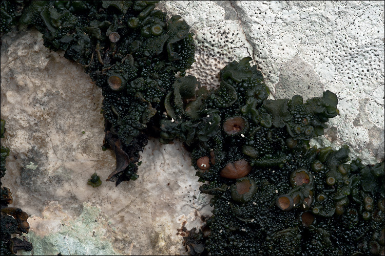 Image of jelly lichen