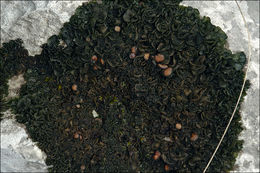 Collema fuscovirens (With.) J. R. Laundon resmi