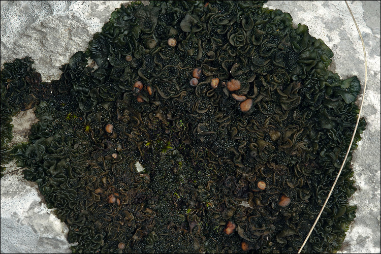 Image of jelly lichen