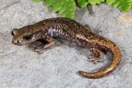 Image of Shasta Salamander