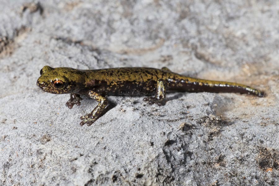 Image of Shasta Salamander