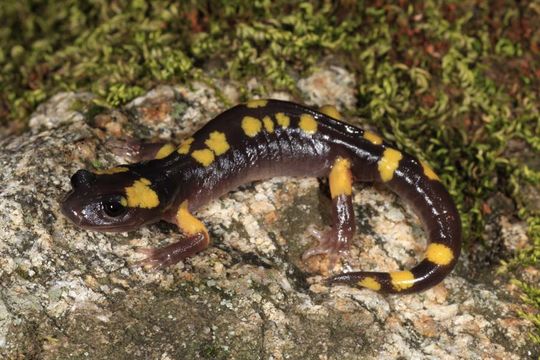 Image of <i>Ensatina eschscholtzii croceater</i>