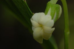 Sivun Viola wailenalenae (Rock) Skottsb. kuva