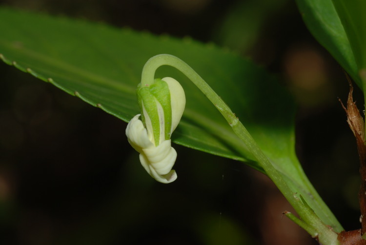 Image of Alakai Swamp Violet