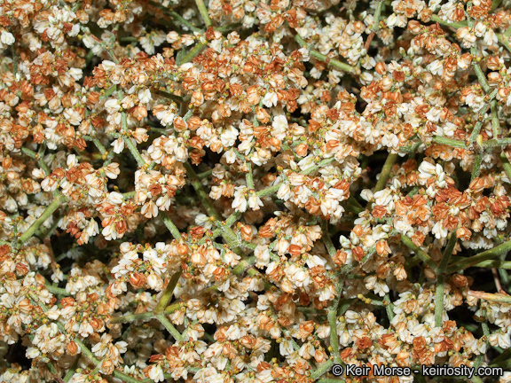 Image of Clark Mountain buckwheat