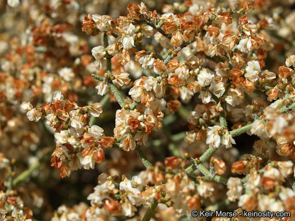 Image of Clark Mountain buckwheat