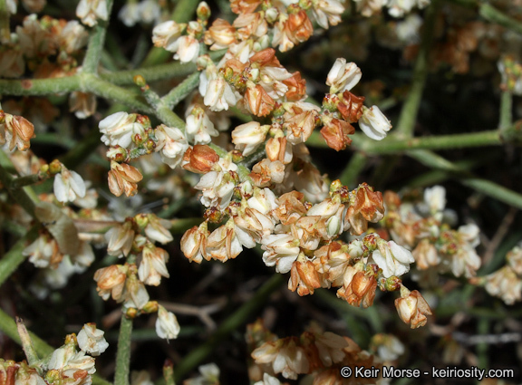 Image of Clark Mountain buckwheat