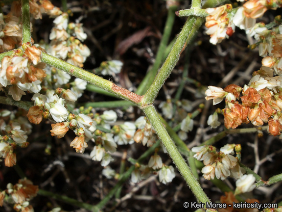 Image of Clark Mountain buckwheat