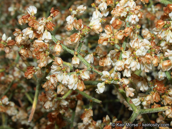 Image of Clark Mountain buckwheat