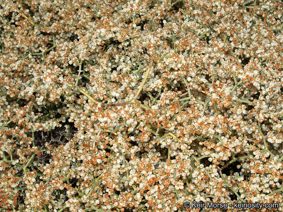 Image of Clark Mountain buckwheat