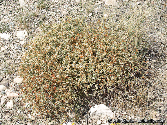 Image of Clark Mountain buckwheat