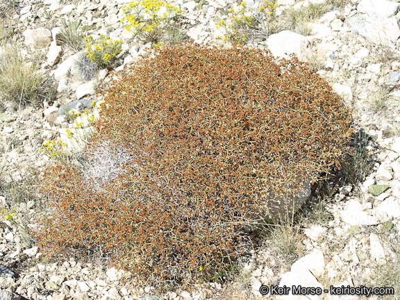 Image of Clark Mountain buckwheat