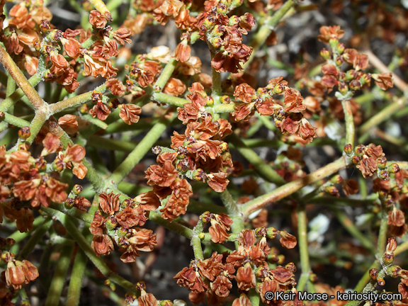 Image of Clark Mountain buckwheat