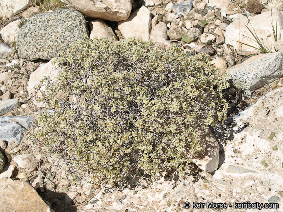 Image of Clark Mountain buckwheat