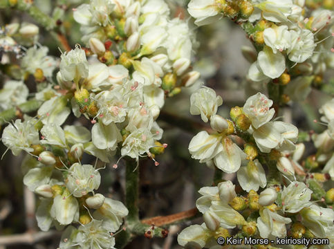 Imagem de Eriogonum heermannii var. floccosum Munz