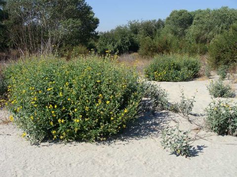 Image of Golden Crownbeard