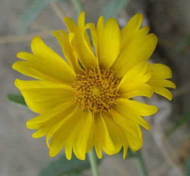 Image of Golden Crownbeard