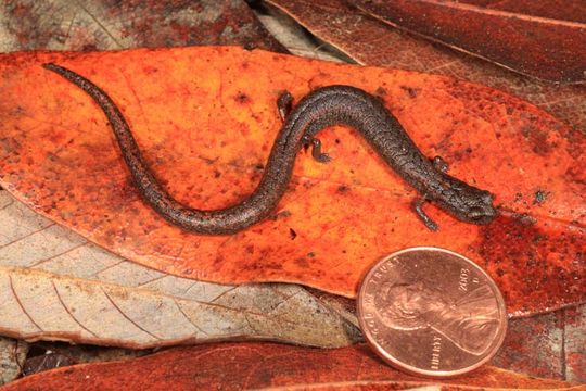 Image of Lesser Slender Salamander