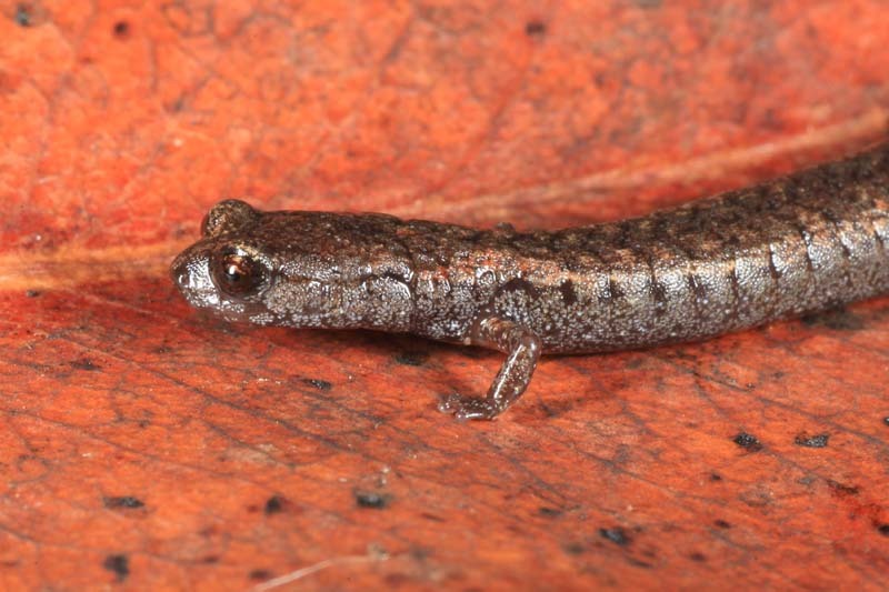 Image of Lesser Slender Salamander