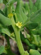 Image of New Zealand spinach