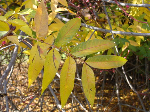 Sivun Pistacia chinensis Bunge kuva