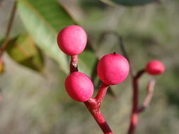 Sivun Pistacia chinensis Bunge kuva