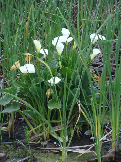 Image of Arum lily