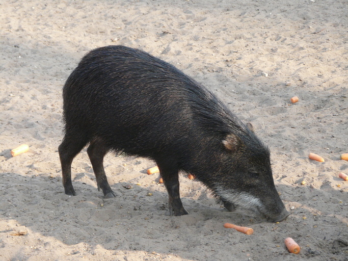 Image of White-lipped Peccary