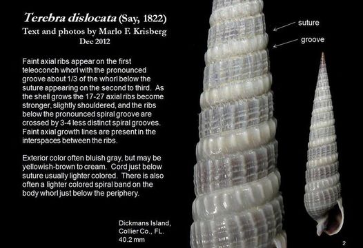 Image of <i>Terebra dislocata</i>