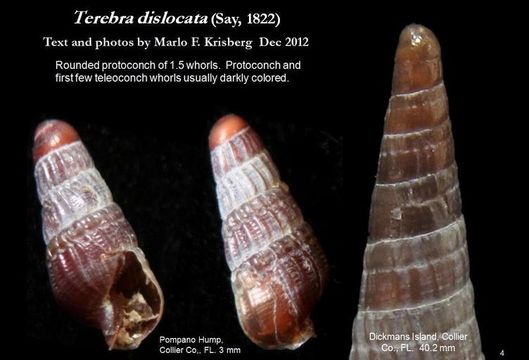 Image of <i>Terebra dislocata</i>