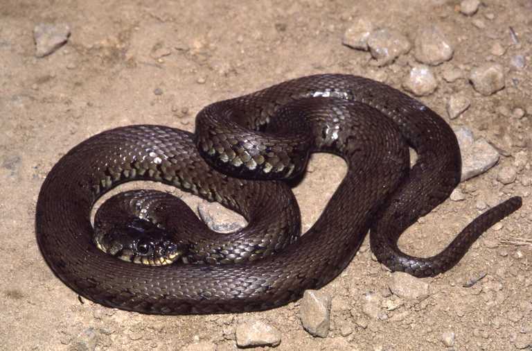 Image of Grass Snake