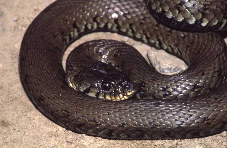 Image of Grass Snake