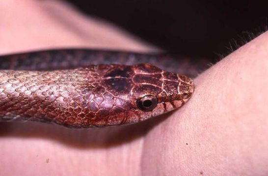 Image of Tiny Night Snake