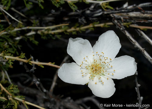 Image of Apache plume