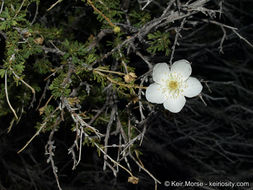 Image of Apache plume