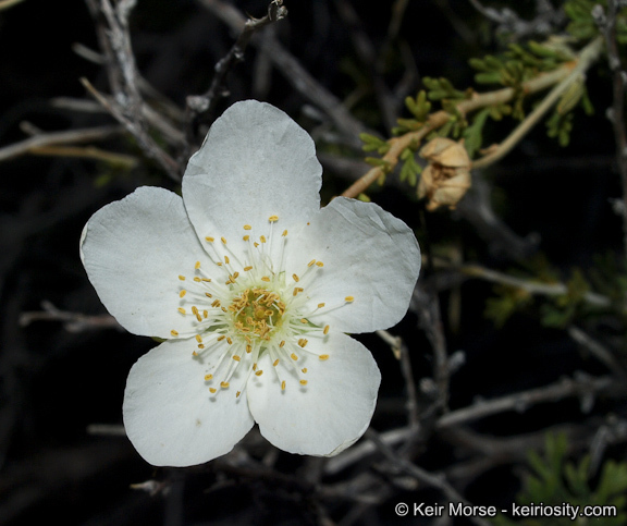 Image of Apache plume