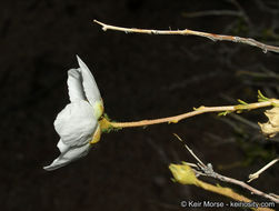 Fallugia paradoxa (D. Don) Endl.的圖片