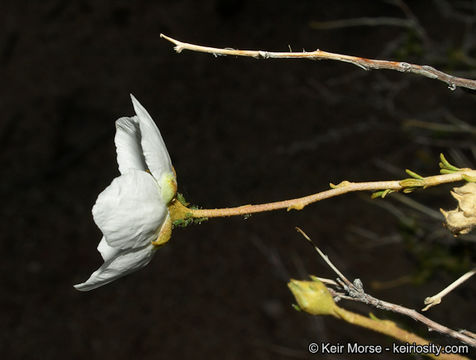 Image of Apache plume