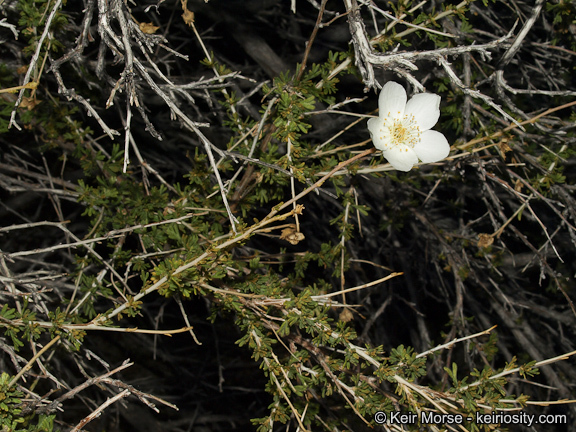 Image of Apache plume