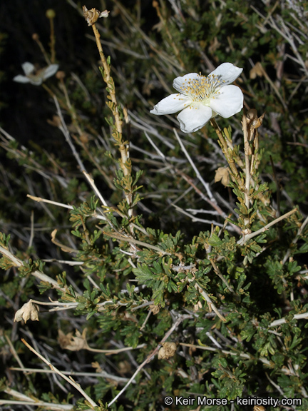 Fallugia paradoxa (D. Don) Endl.的圖片