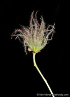 Image of Apache plume