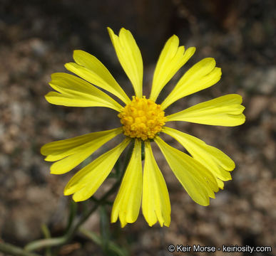 Image of Cooper's rubberweed