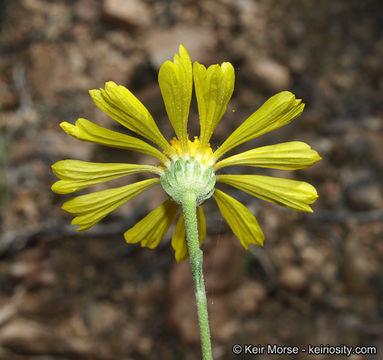 Image of Cooper's rubberweed