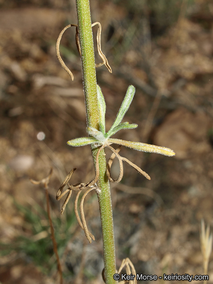 Image of Cooper's rubberweed