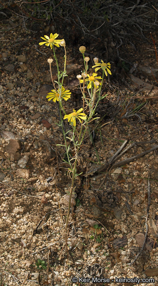 Image of Cooper's rubberweed