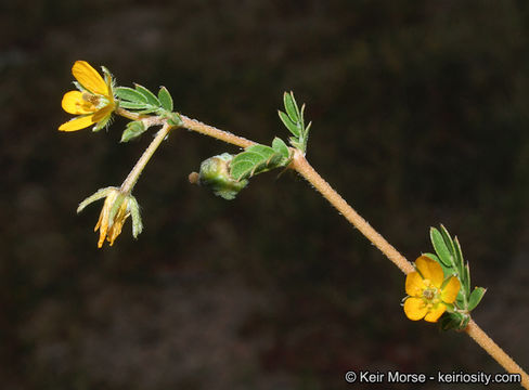 Image de Kallstroemia californica (S. Wats.) Vail