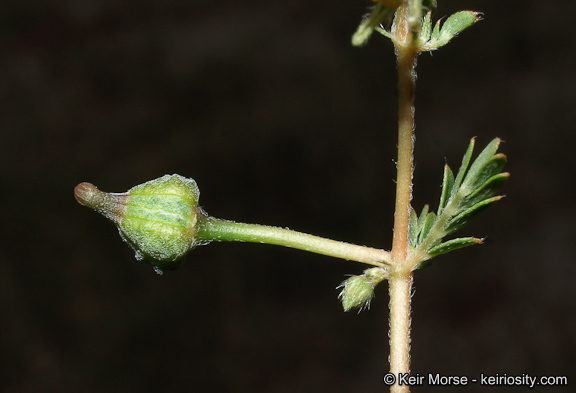 Image de Kallstroemia californica (S. Wats.) Vail