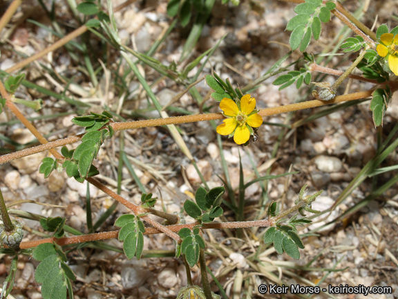 Image of California caltrop