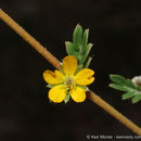 Image de Kallstroemia californica (S. Wats.) Vail